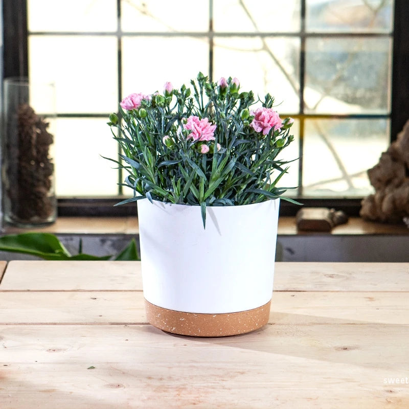 Modern Circular Indoor Plant Pot with Tray – Succulent & Bonsai Planter for Home Decor