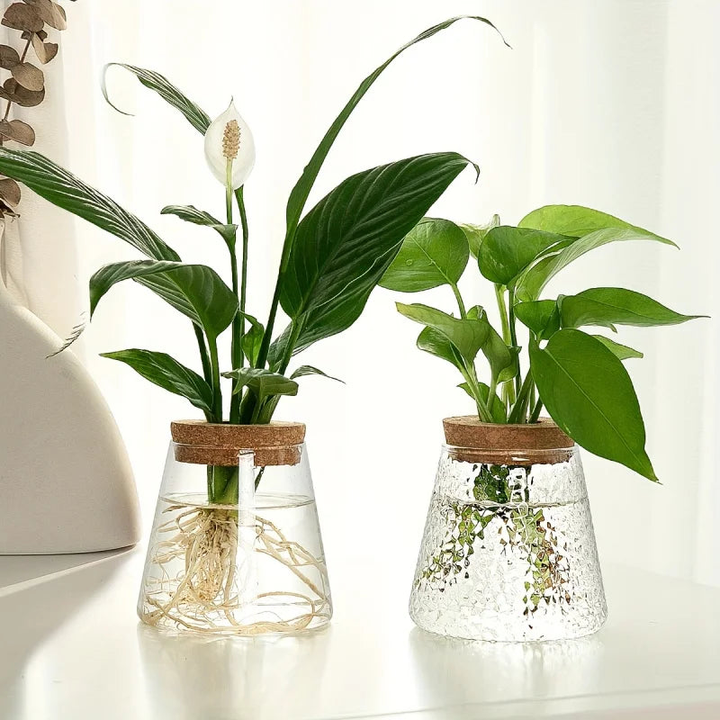 Minimalist Glass Hydroponic Planter Vase with Cork Lid – Ideal for Cuttings & Tabletop Decor