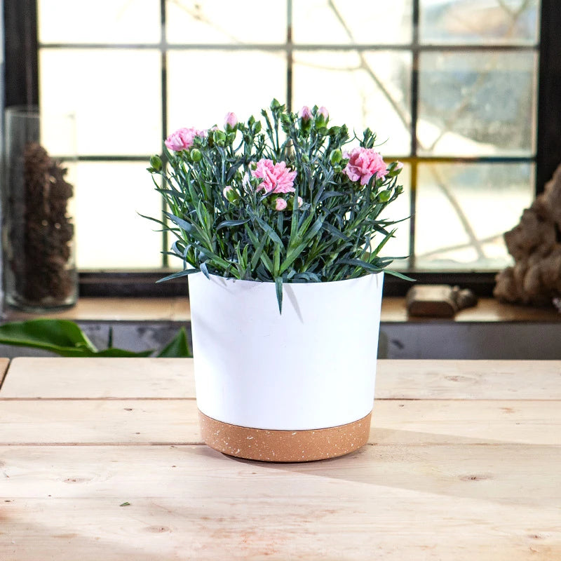 Modern Circular Indoor Plant Pot with Tray – Succulent & Bonsai Planter for Home Decor