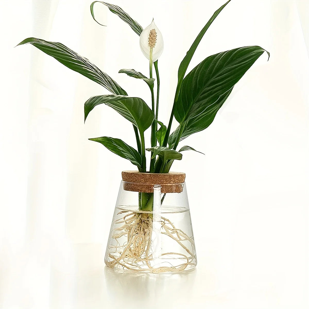 Minimalist Glass Hydroponic Planter Vase with Cork Lid – Ideal for Cuttings & Tabletop Decor